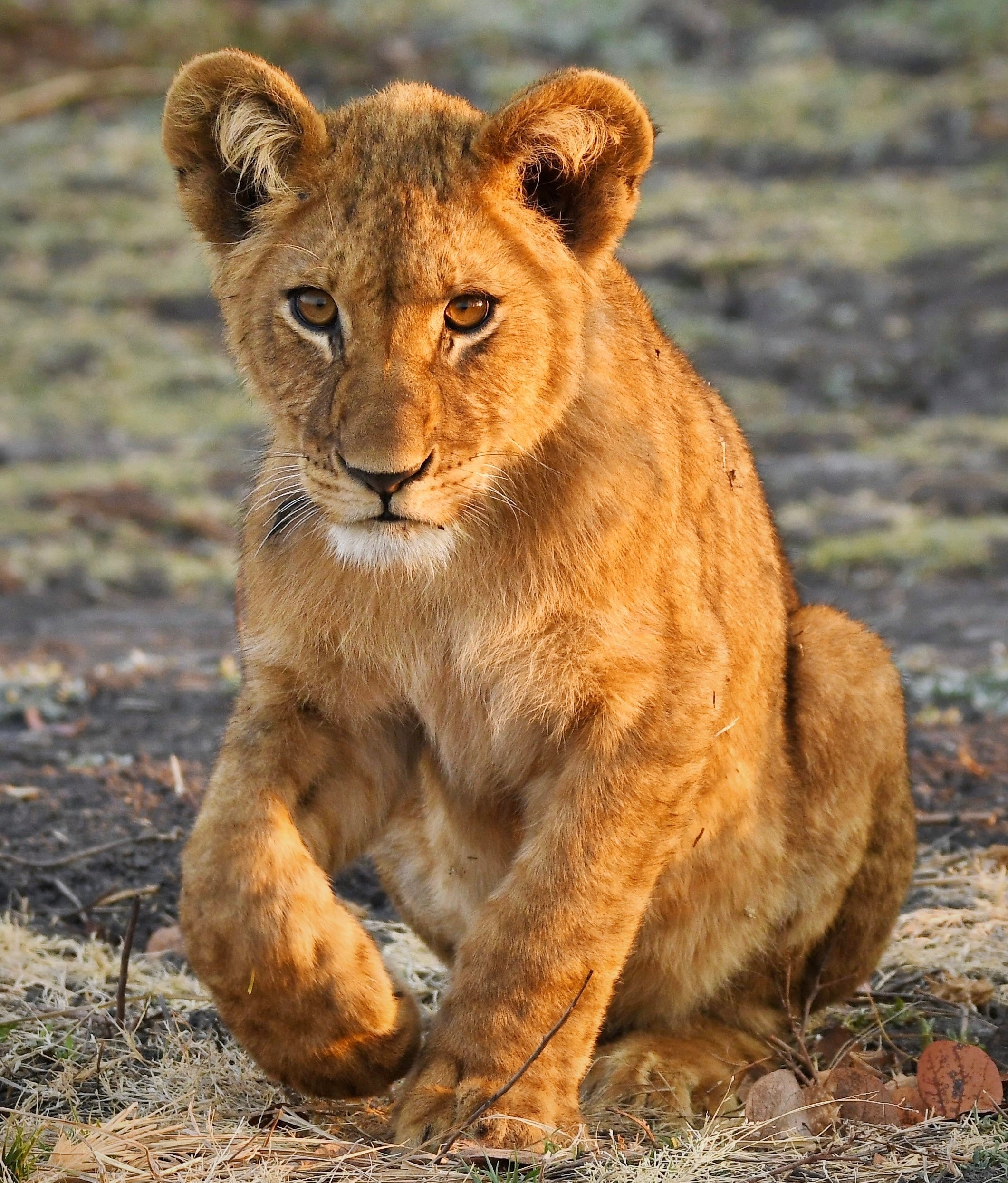 Lion Cub Head—Isi Nwa Agu